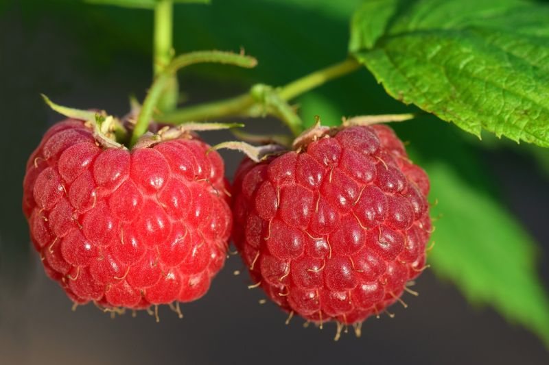 raspberries-3454504_1280