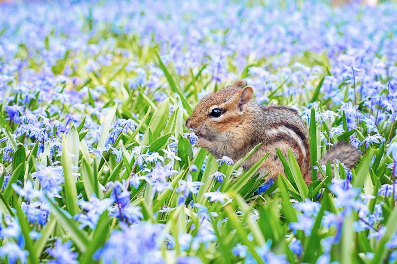 chipmunk-2323827_1280