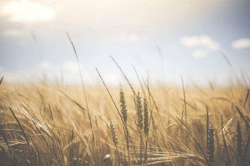 wheat-1845835_1280