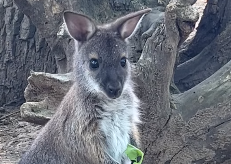 Egy darabka Ausztrália a Tisza-tónál: kengurupark nyílik Tiszaderzsen  (VIDEÓK)