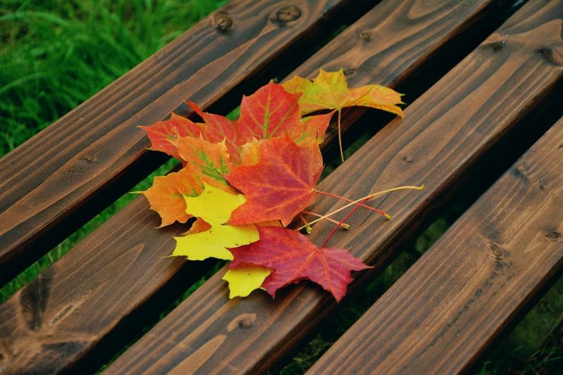 autumn-leaves-1740841_1280