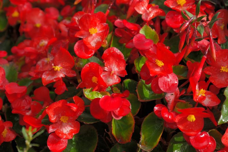 ice-begonias-g6d9335a59_1920